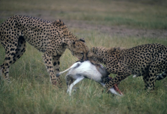Two cheetahs eating a gazelle
