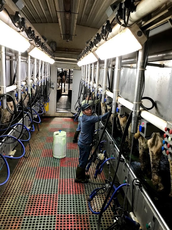 Men operating dairy machinery