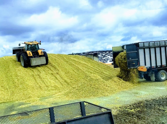 A mound of corn silage